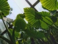 Nature under a greenhouse ÃÂ°ÃÂ¸ÃâÃÂ¿ÃÂ°ÃÂ¸ÃâÃÂ±